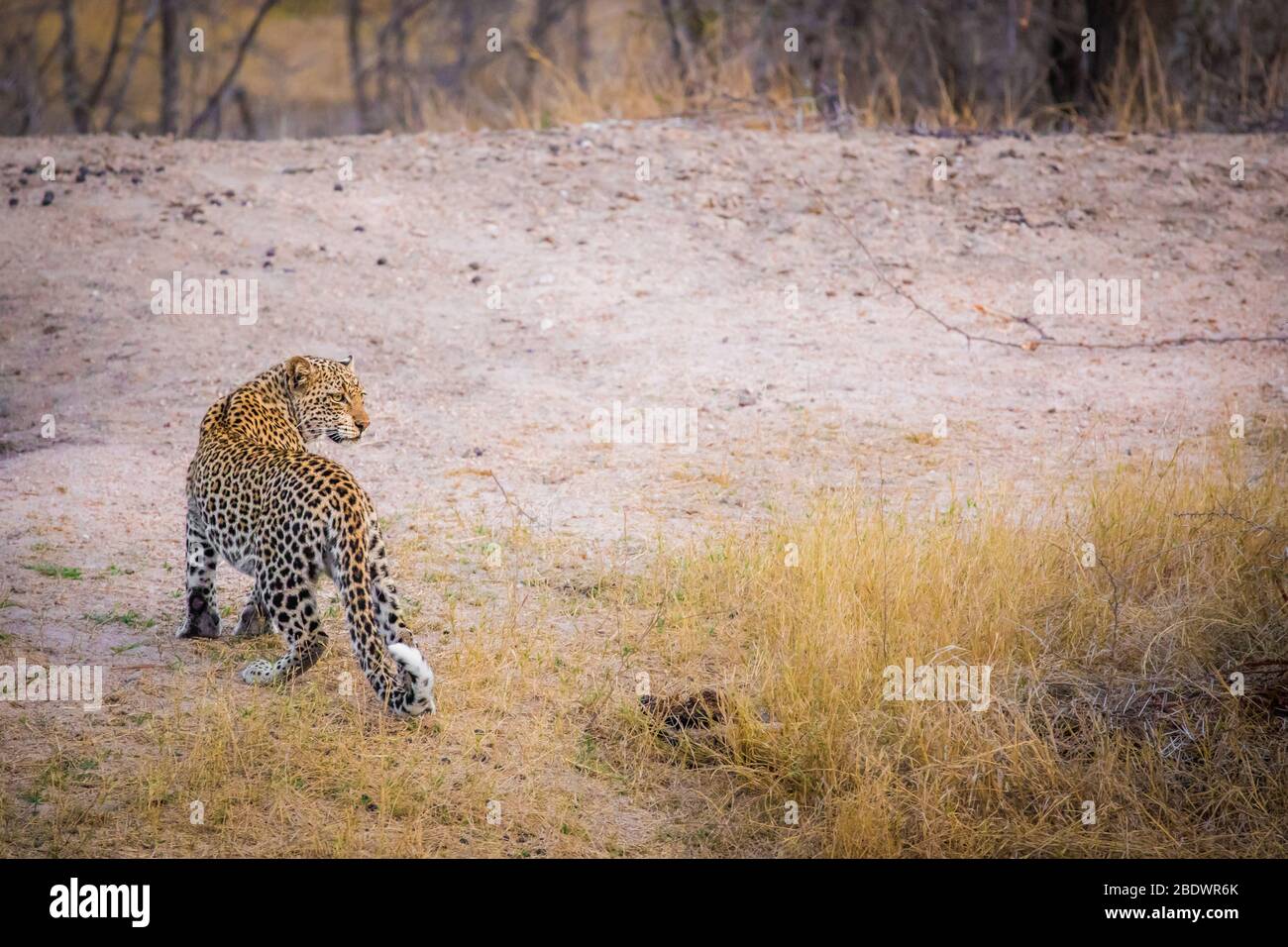 padre e figlio Leopardi Kruger Sud Africa Foto Stock