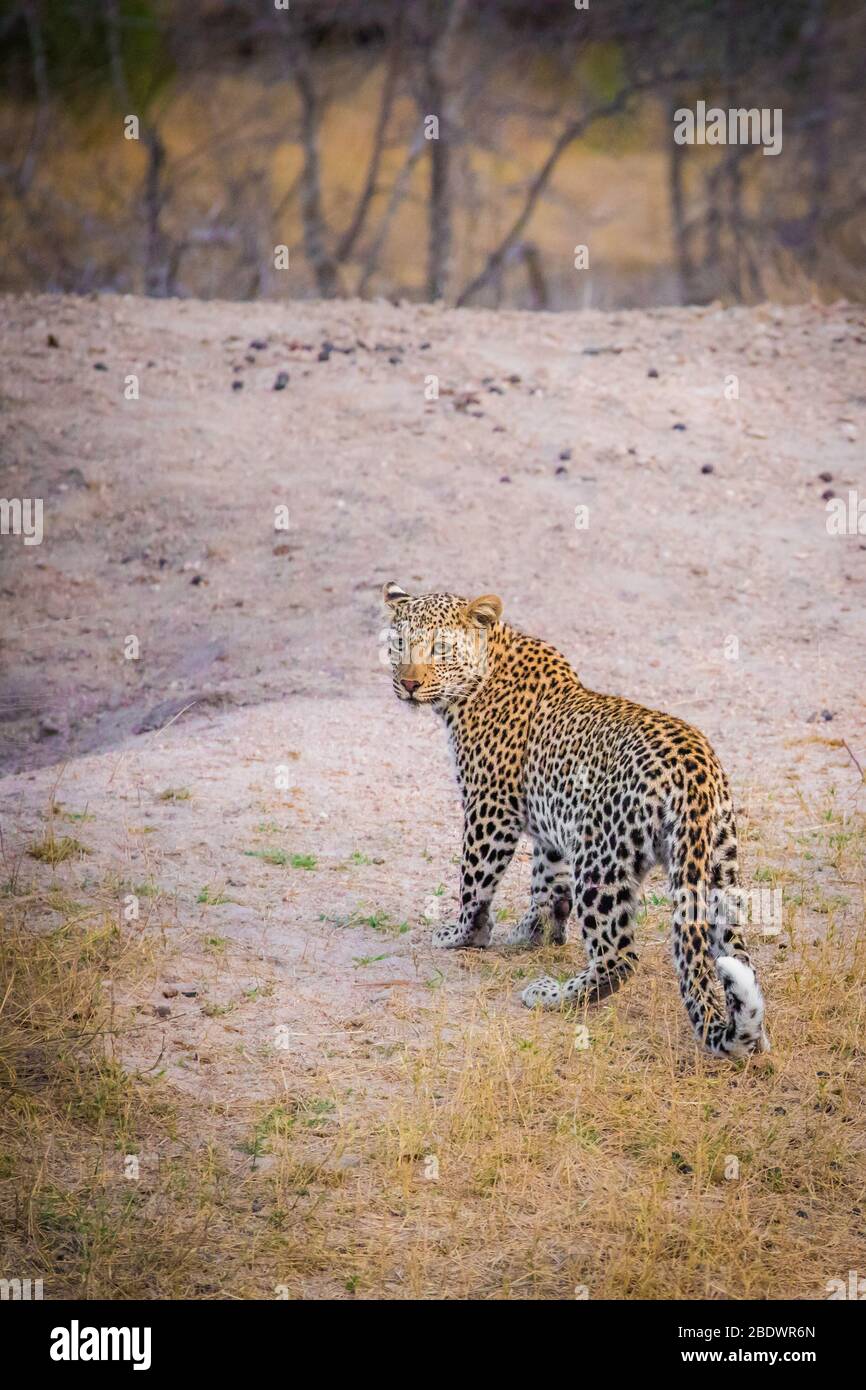 padre e figlio Leopardi Kruger Sud Africa Foto Stock