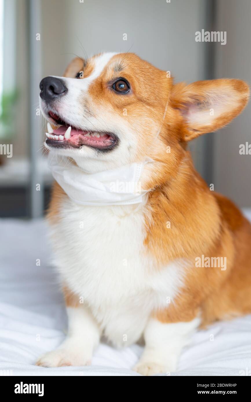 Cute corgi cane posa in maschera medica. Concetto di vita sana, malattia ed epidemia Foto Stock