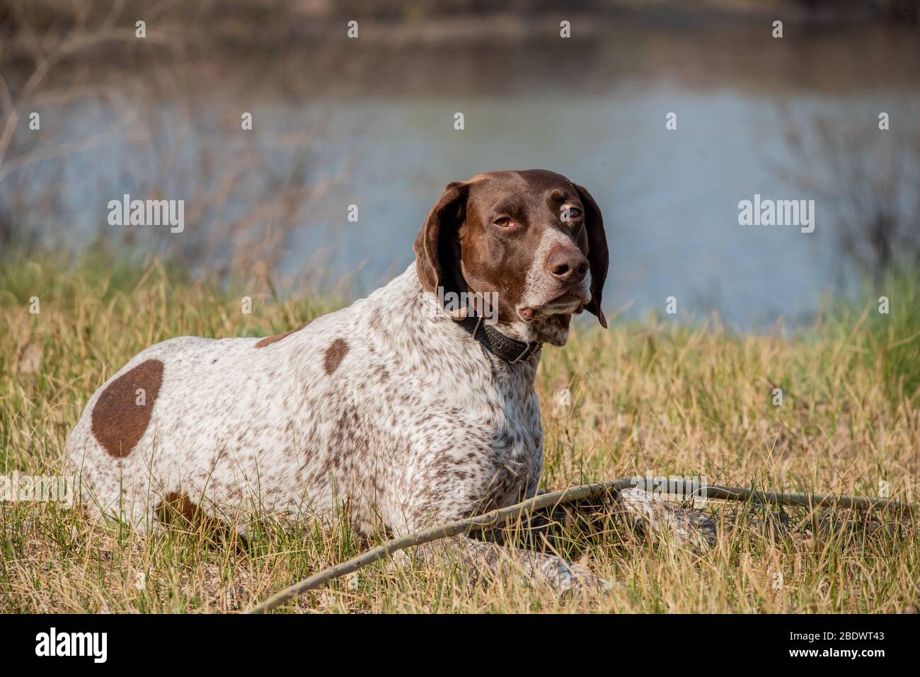 Deutsch Kurzhaar cane di punta a capelli corti tedesco. Kurzhaar è un cane  snello e anche magro Foto stock - Alamy