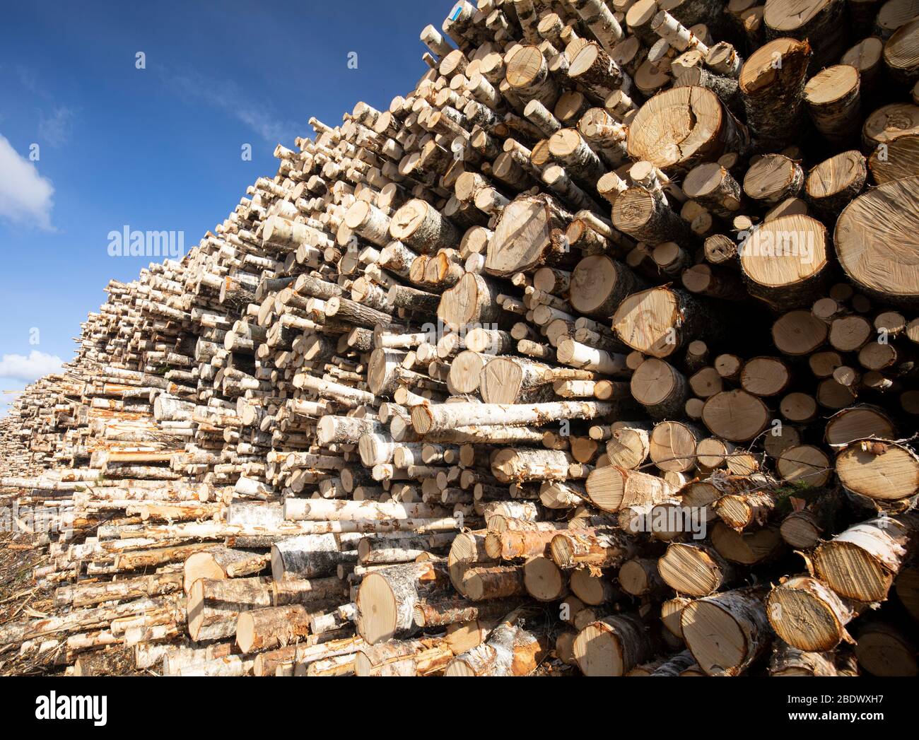 Tronchi di betulla di piccole e medie dimensioni ( Betula ) in un palo di tronchi , Finlandia Foto Stock