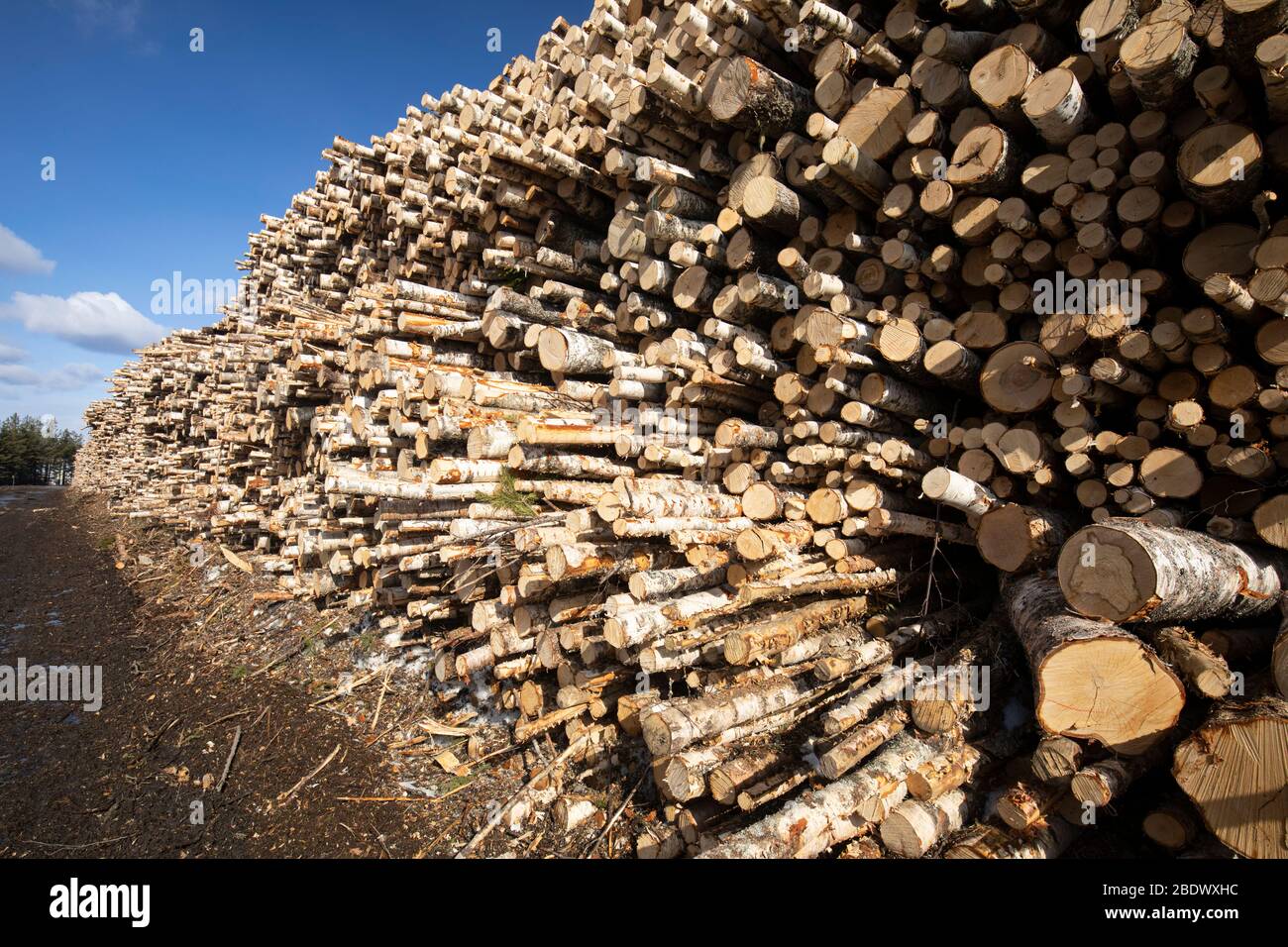 Tronchi di betulla di piccole e medie dimensioni / legna di legno di legna ( Betula ) in un mucchio di legna , Finlandia Foto Stock