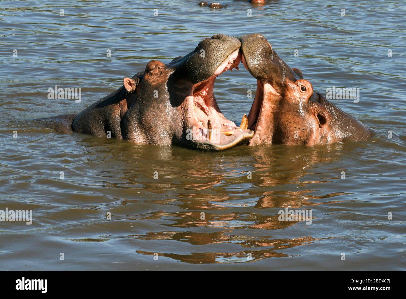 Due ippopotamo che giocano in un fiume al Parco Nazionale di Serengeti è una regione di praterie e boschi nella Repubblica unita di Tanzania Foto Stock