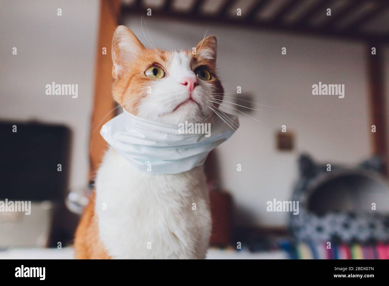Maschera medica per Cat. Cat. Protetto da virus. Gatto isolato a casa Foto Stock