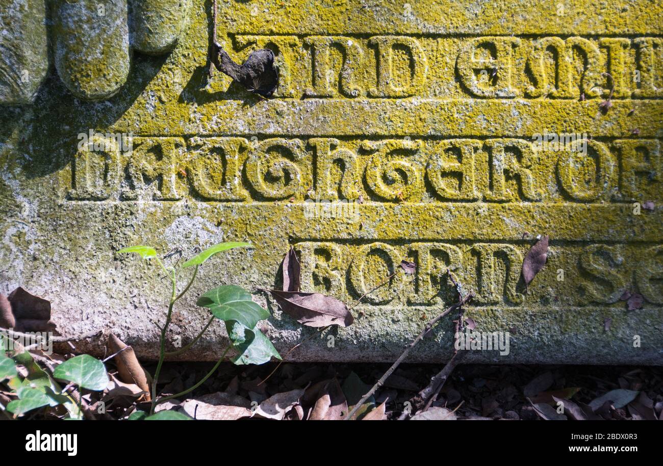 Lichen che cresce su una pietra tombale Inghilterra, Regno Unito Foto Stock