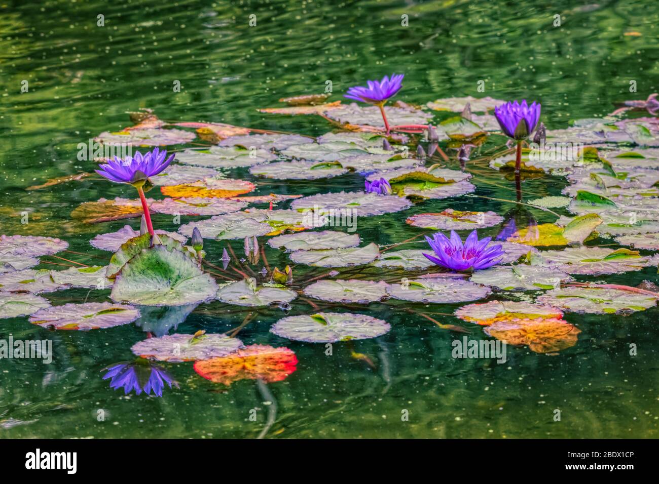 Fiorisce in un lago a Central Park, New York Foto Stock