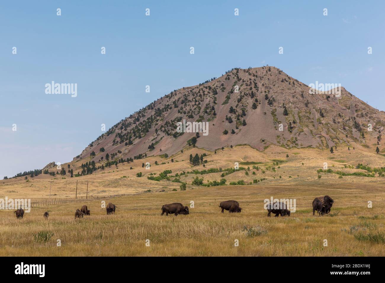 Un paesaggio di butte con bufalo. Foto Stock