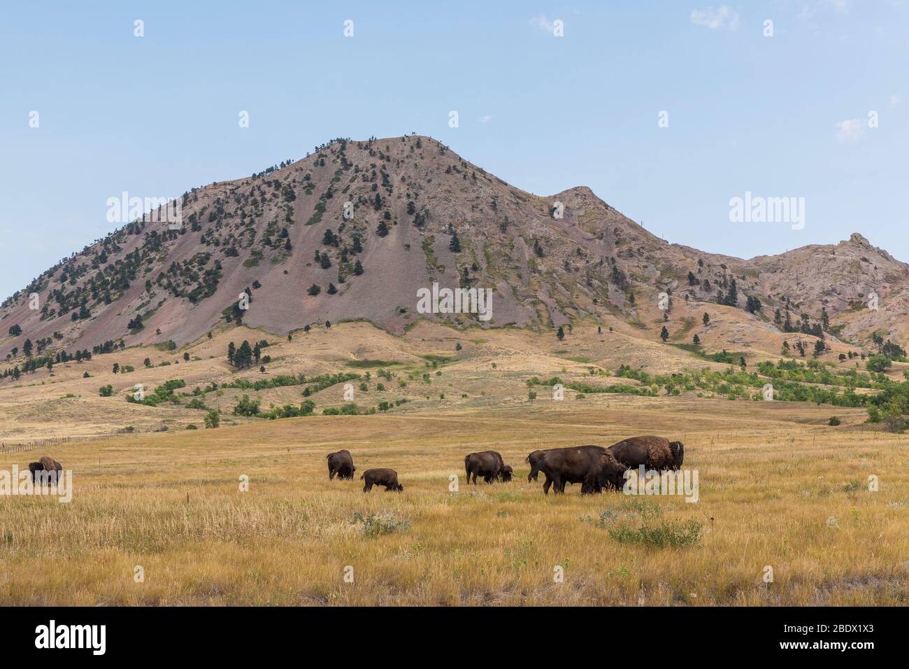 Un paesaggio di butte con bufalo. Foto Stock