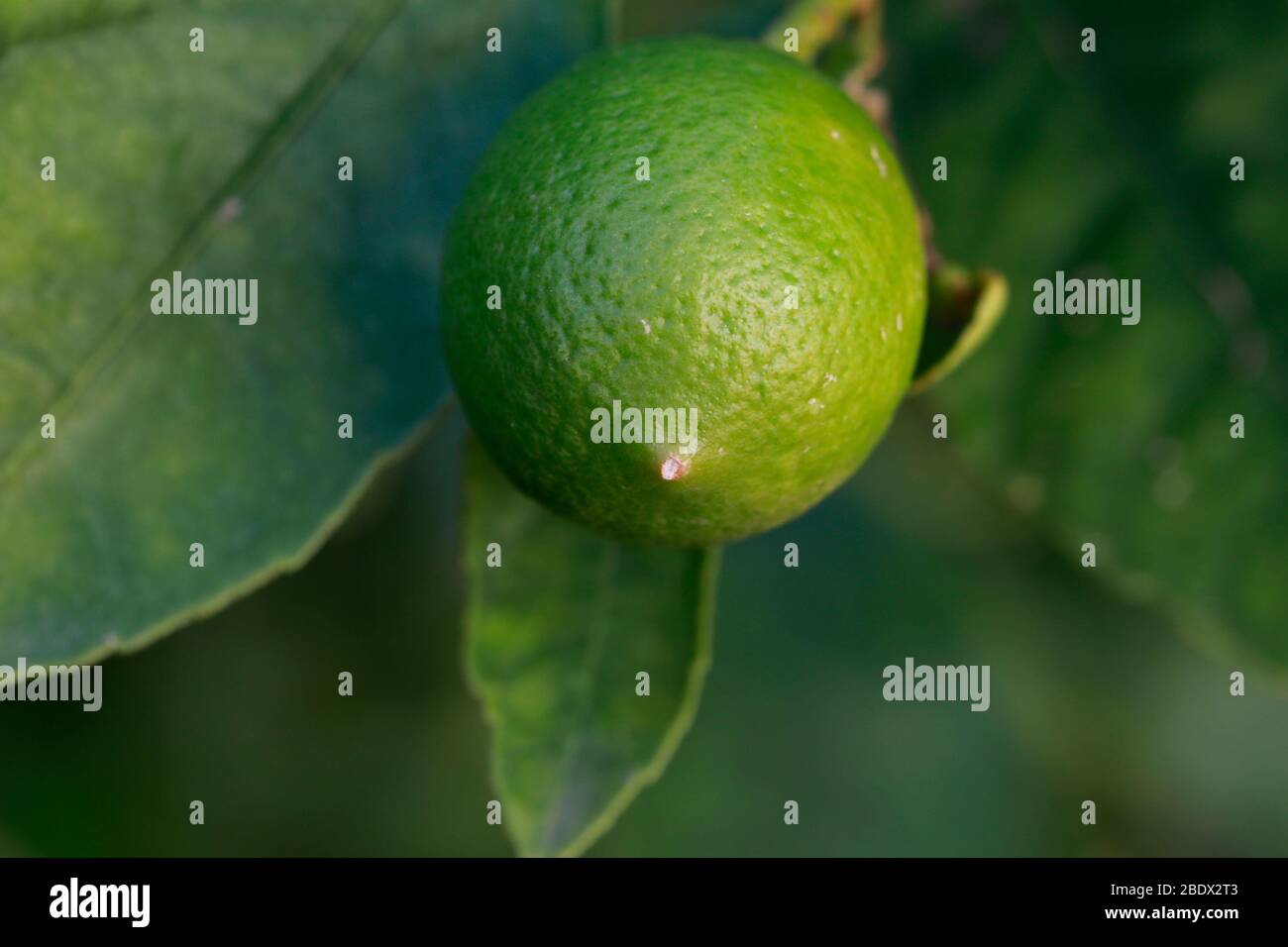 Frutta su Lime (Citrus) albero. Foto Stock