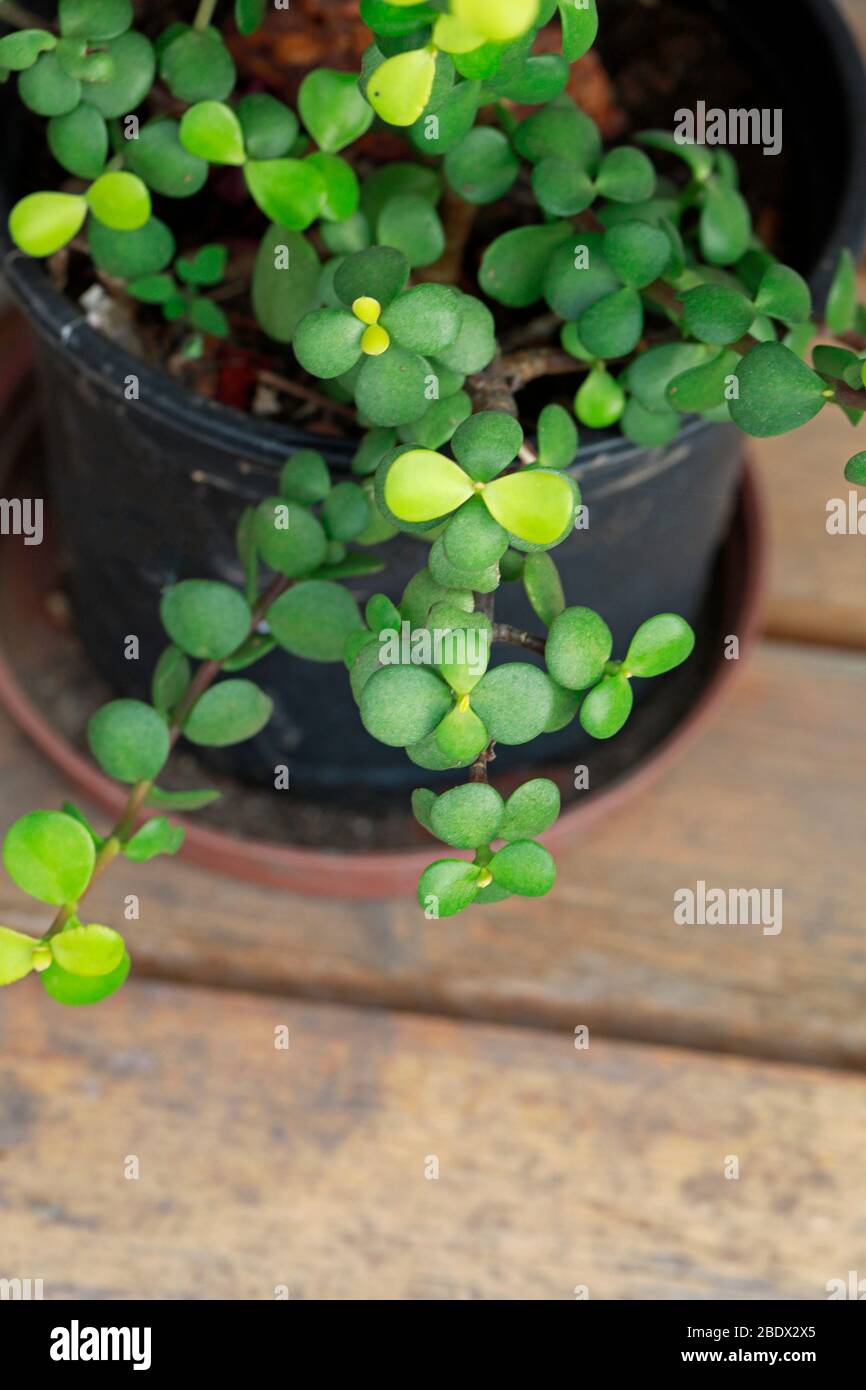 Spekboom (Portulacaria afra) anche noto come cespuglio elefante, pianta di giada nana, porkbush, in container. Foto Stock