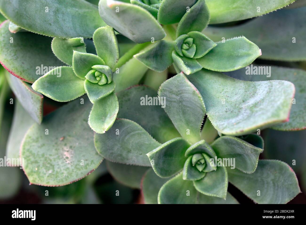 Succulente coltivazione in un contenitore . Foto Stock