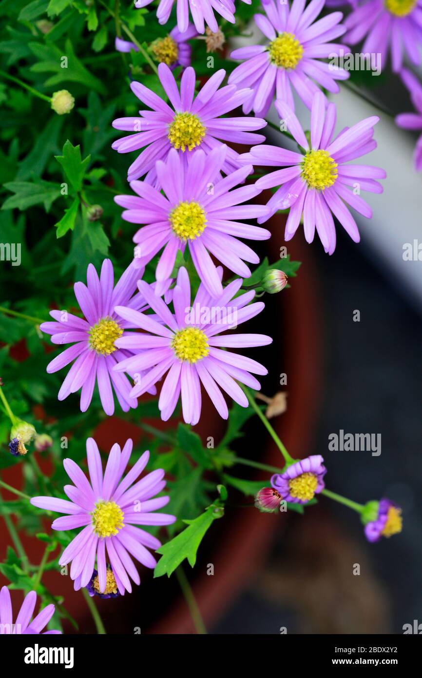 Margherite viola che crescono in contenitore sul patio. Foto Stock