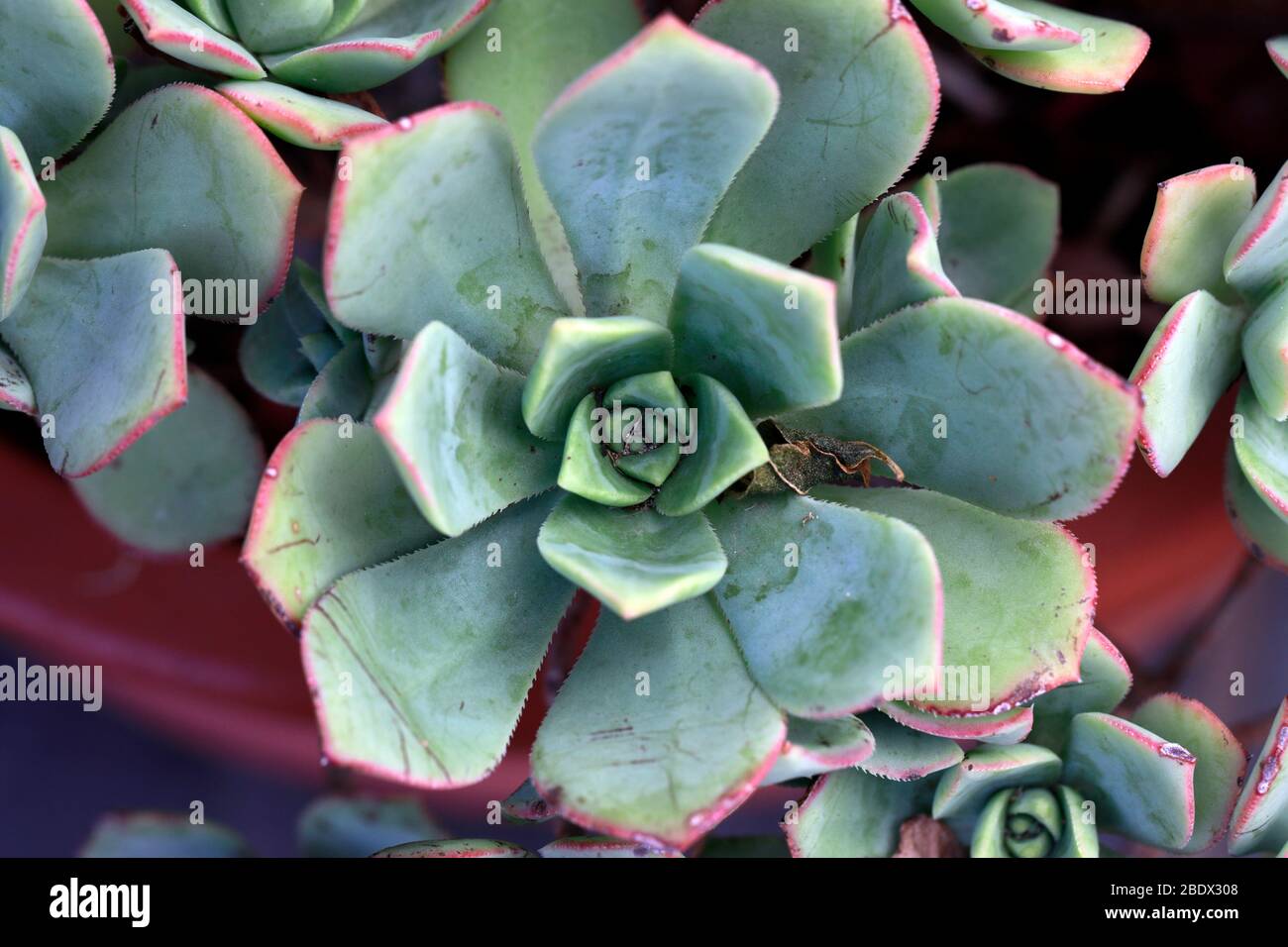 Succulente coltivazione in un contenitore . Foto Stock