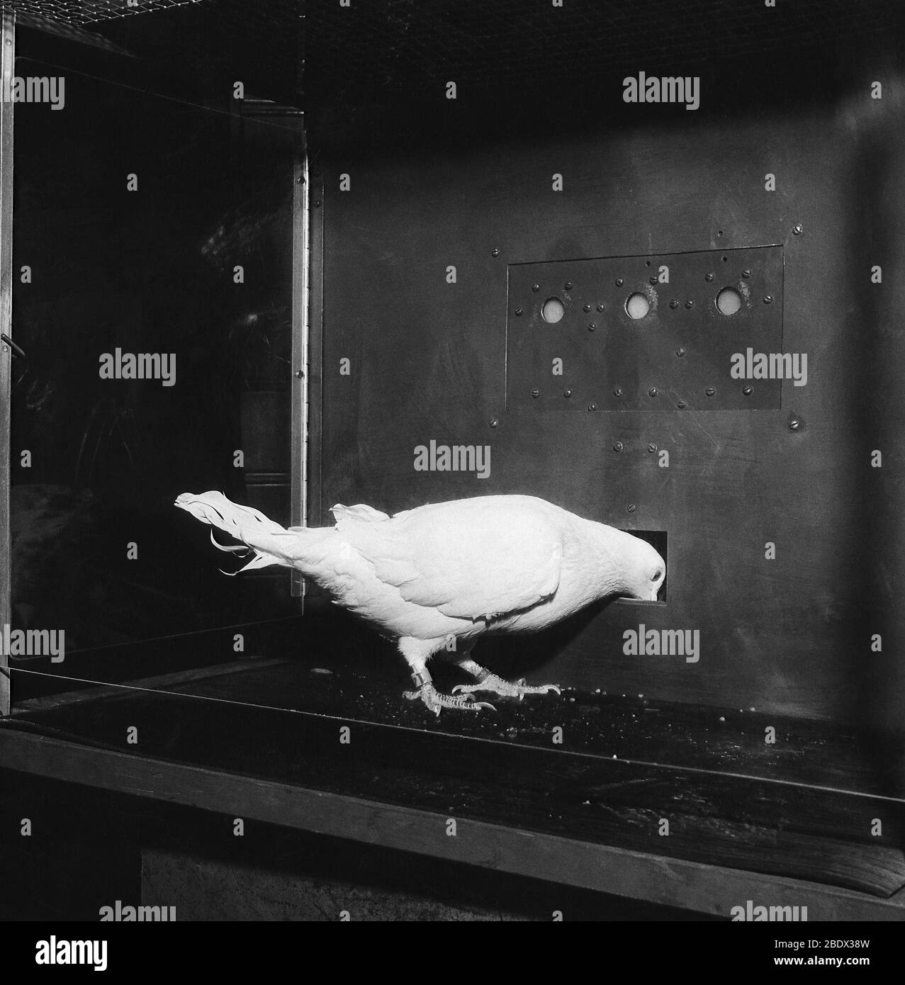 Test sugli animali, piccione nella scatola Skinner Foto Stock