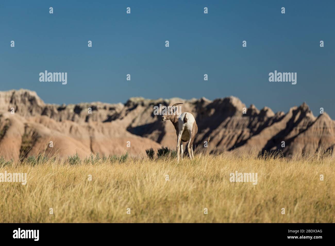 Una pecora di Bighorn nelle Badlands del South Dakota Foto Stock