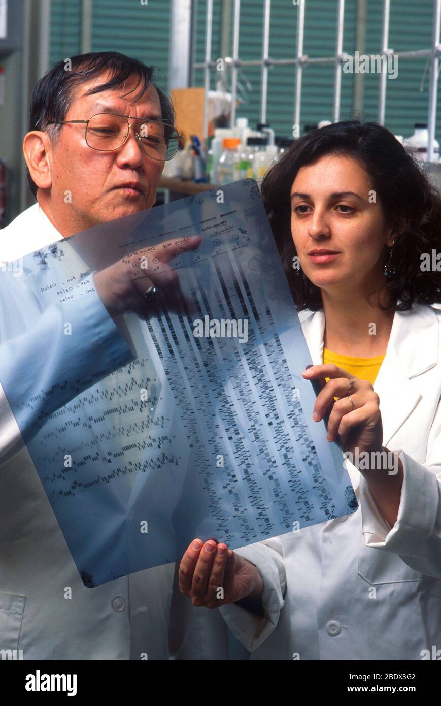 DNA di ape Foto Stock