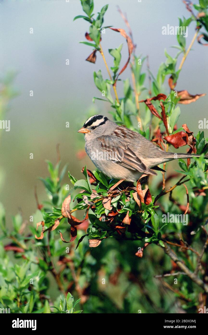 Bianco-incoronato Sparrow Foto Stock