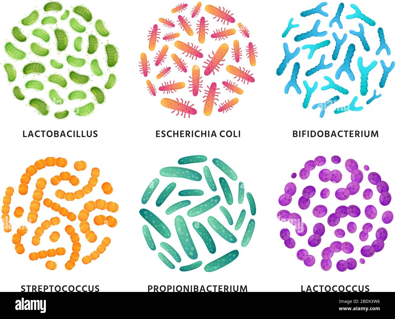 Probiotici. Batteri probiotici di Lactobacillus, bifidobacterium e lactococcus in circolo. Buon insieme di illustrazione vettoriale di batterie Illustrazione Vettoriale