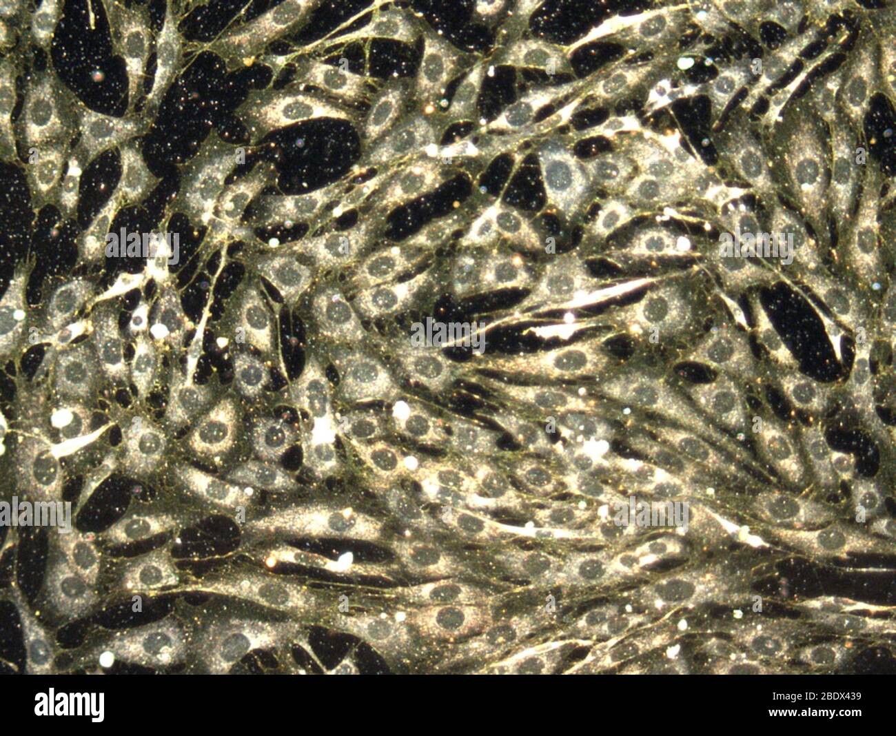 Nanoparticelle d'oro in citosol cellulare Foto Stock