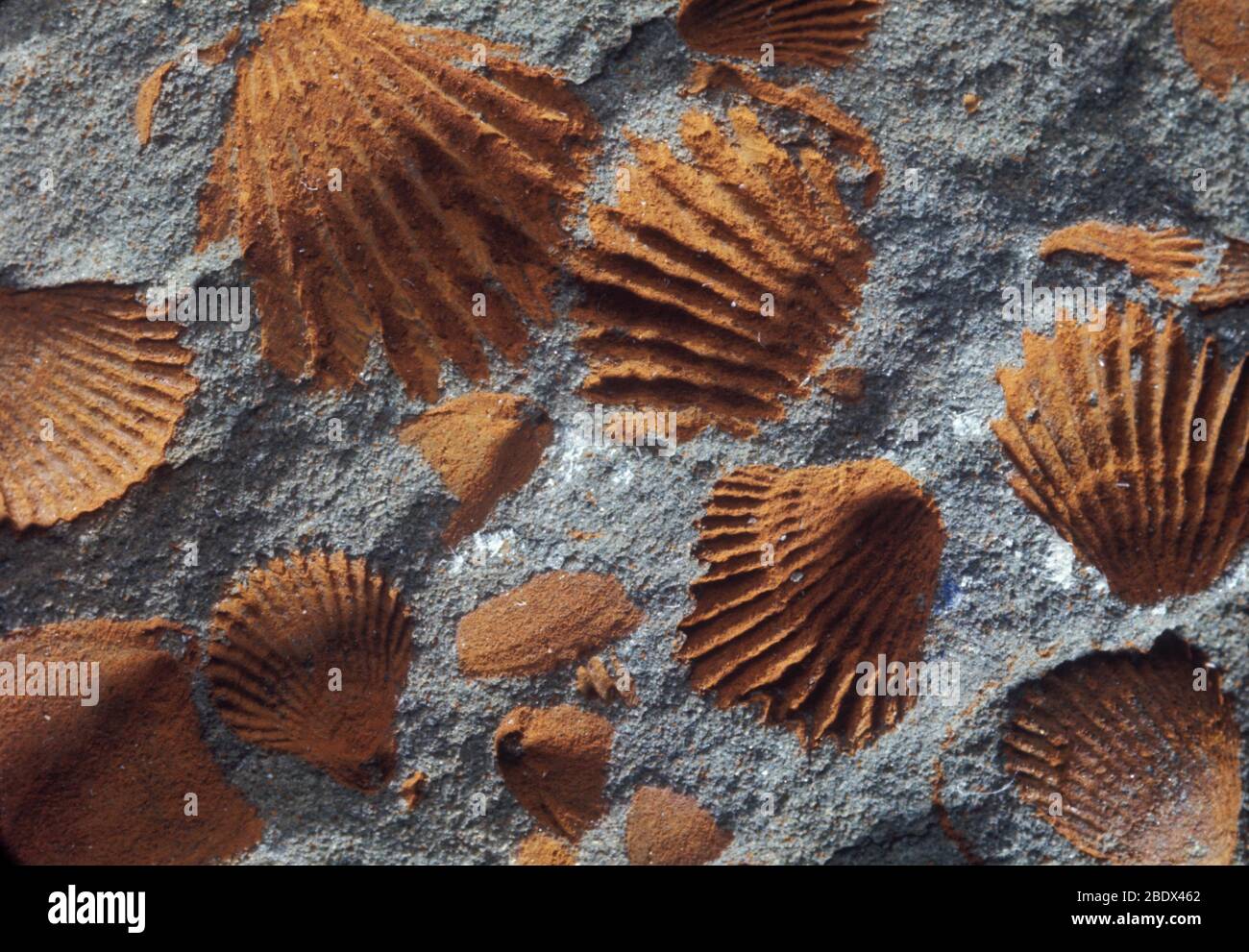 Conchiglie fossili Foto Stock