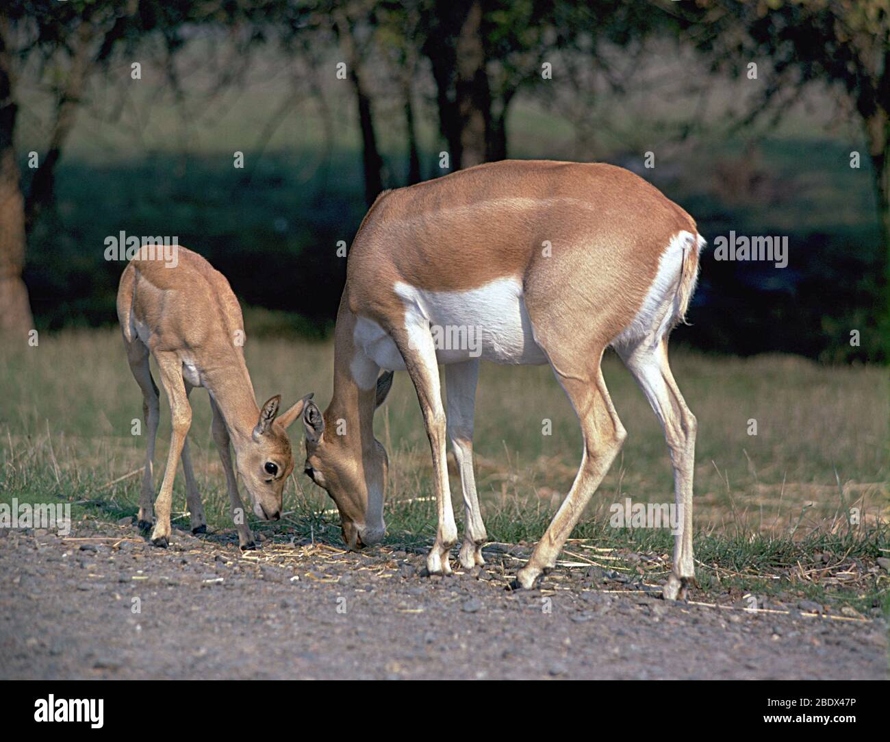 Antilope cervicapra Foto Stock