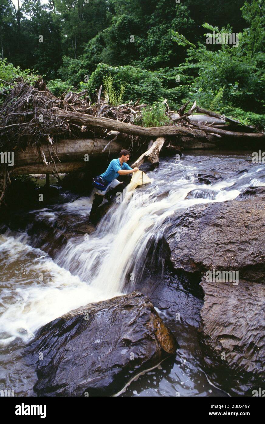 Collezione di insetti Foto Stock