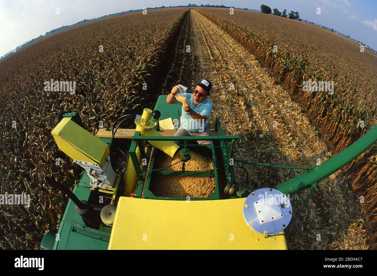 Ingegnere in campo di grano Foto Stock