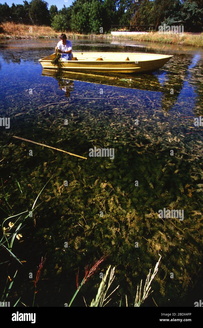 Controllando la crescita di erbacce acquatiche Foto Stock