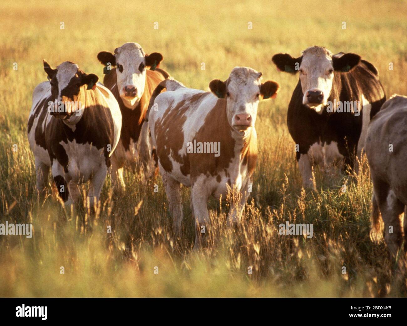 Bestiame in campo Foto Stock