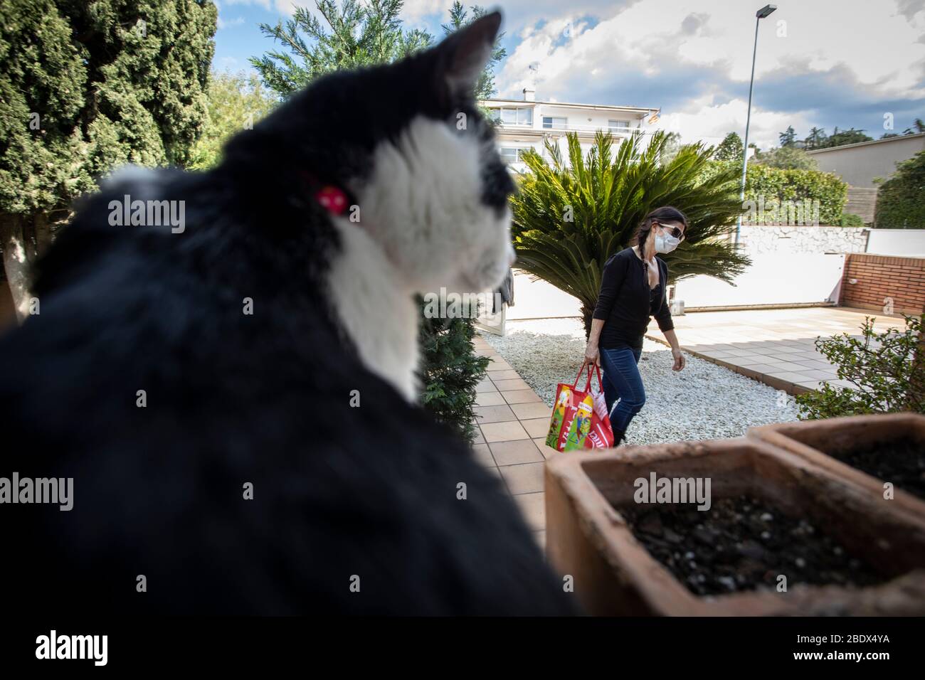 Donna che porta shopping dall'auto dopo il viaggio al supermercato durante il blocco Covid19 in Catalogna, Spagna Foto Stock