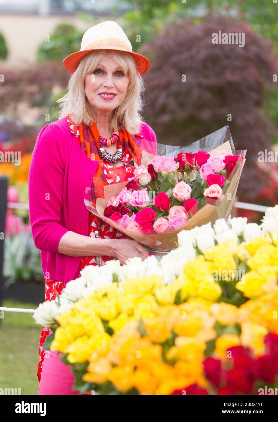 L'attrice, l'autore, l'attivista e presentatore Joanna Lumley mostra alcune rose al Chelsea Flower Show. Famoso per essere assolutamente favoloso e per gli altri. Foto Stock