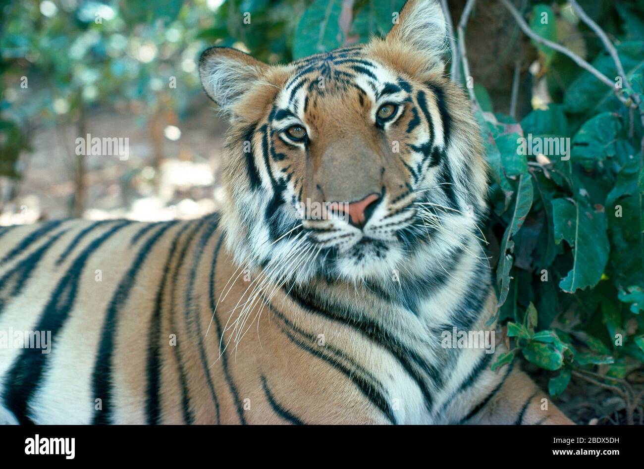Tigre del Bengala (Panthera tigris) Foto Stock