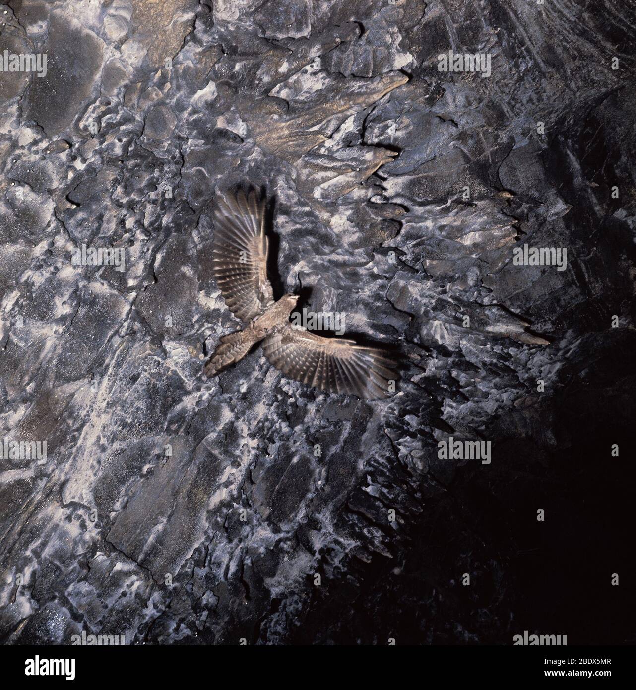 Oilbird che vola in grotta Foto Stock