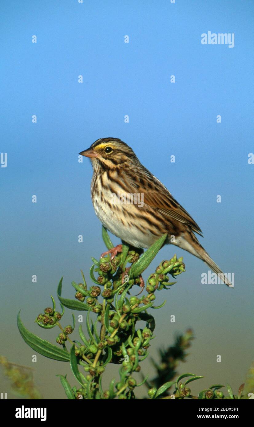Il Savannah Sparrow Foto Stock