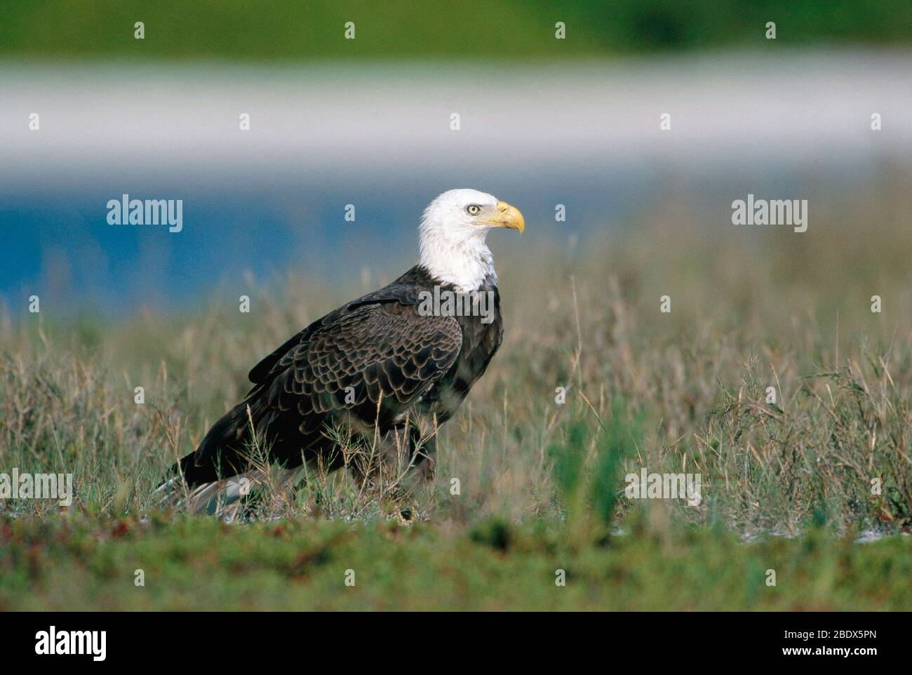 Bald Eagle su Sandbar Foto Stock