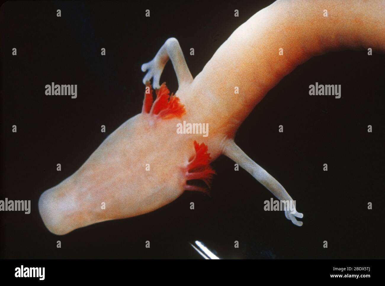 Salamandra europea cieco grotta Foto Stock