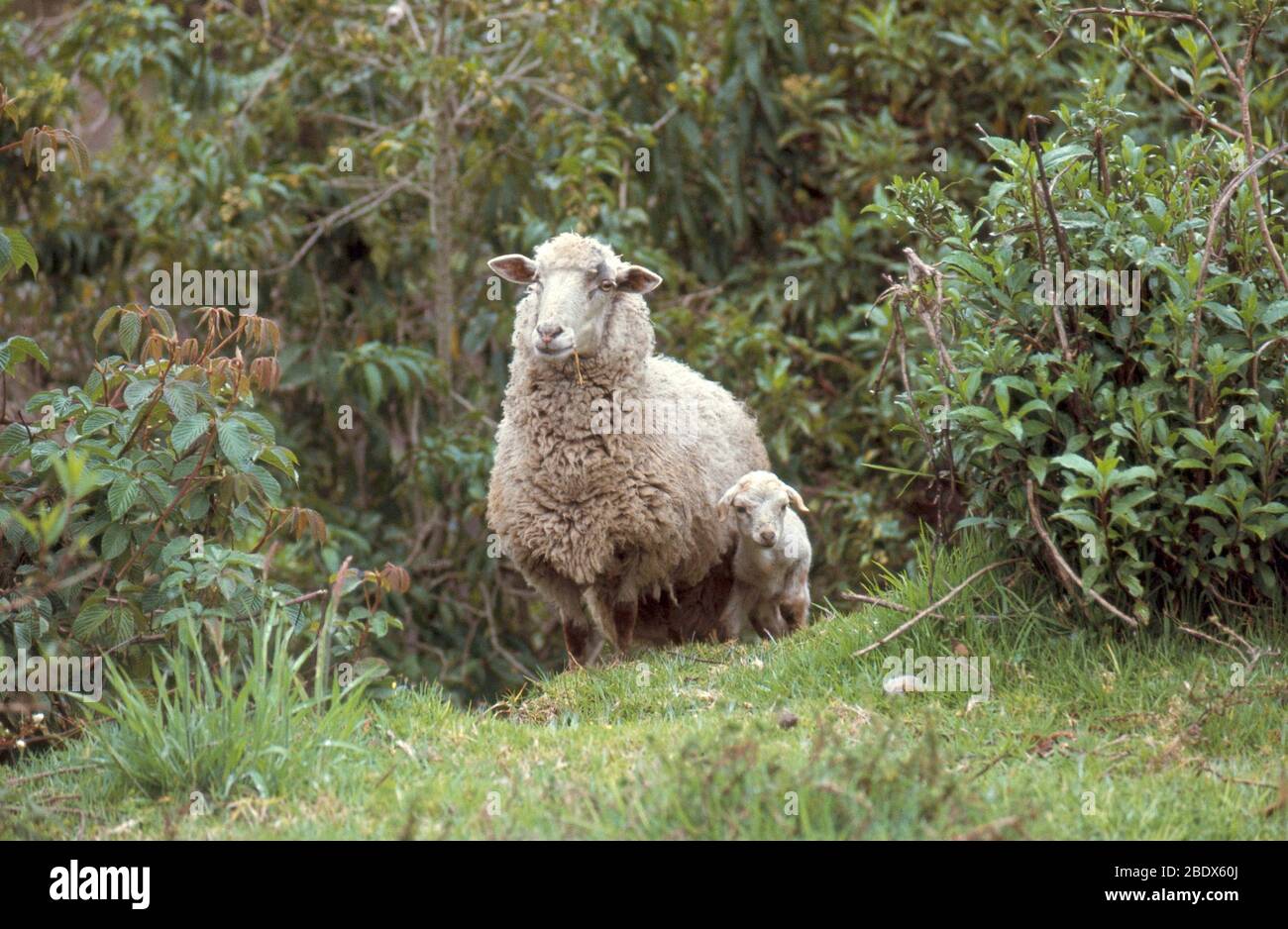 Pecora con agnello Foto Stock