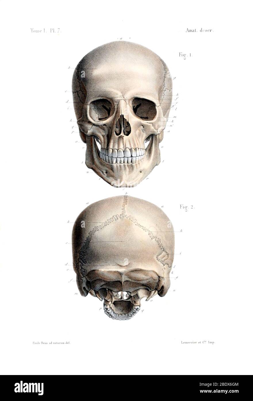 Cranio umano, anteriore, 1844 Foto Stock