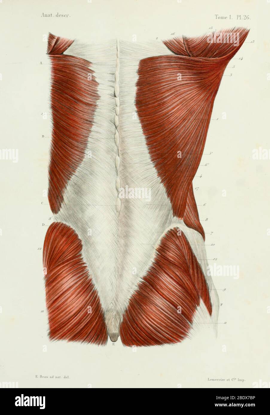 Muscoli della schiena e del gluteo umano, posteriori, 1844 Foto Stock
