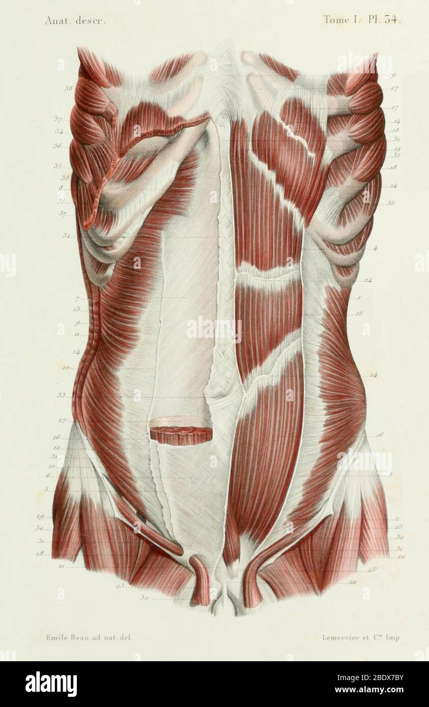 Muscoli addominali umani, anteriori, 1844 Foto Stock