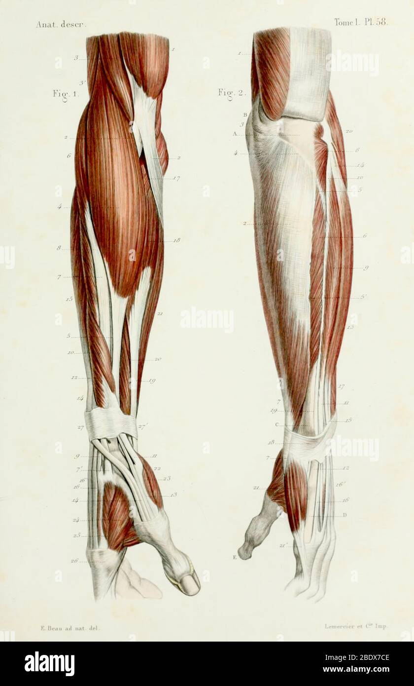 Muscoli dell'avambraccio umano, posteriori, 1844 Foto Stock