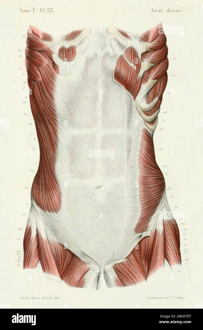 Muscoli addominali umani, anteriori, 1844 Foto Stock