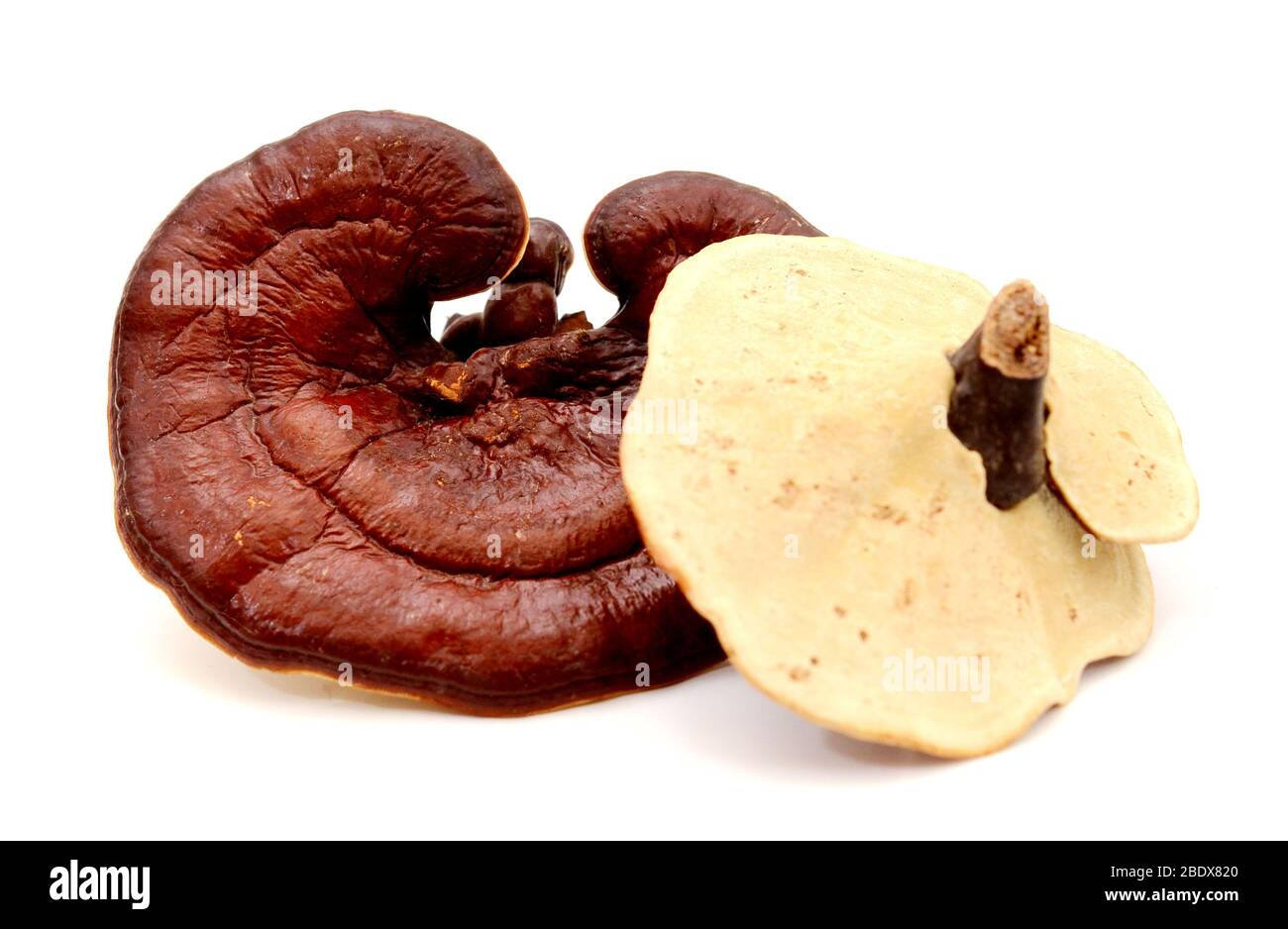 Lingzhi fungo Ganoderma lucidum isolati su sfondo bianco Foto Stock