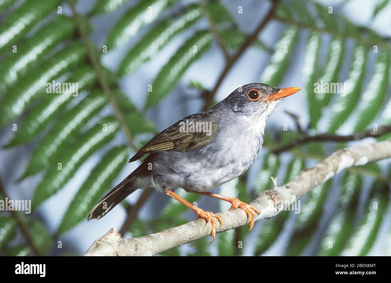 Nightingale-emozionante con le orange Foto Stock