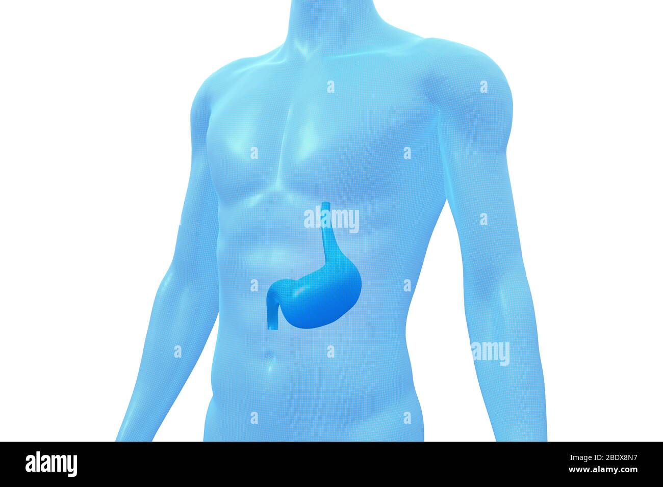 Stomaco, organo del corpo umano, modello 3D medico Foto Stock