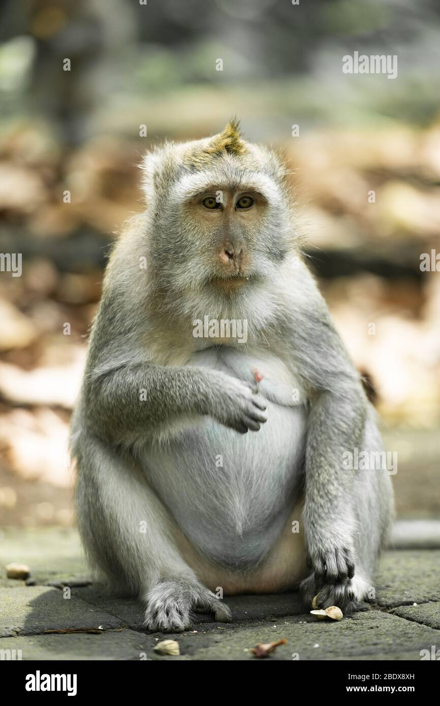 Un macaco a coda lunga è seduto nella Foresta delle scimmie di Ubud, Ubud, Bali, Indonesia. Foto Stock