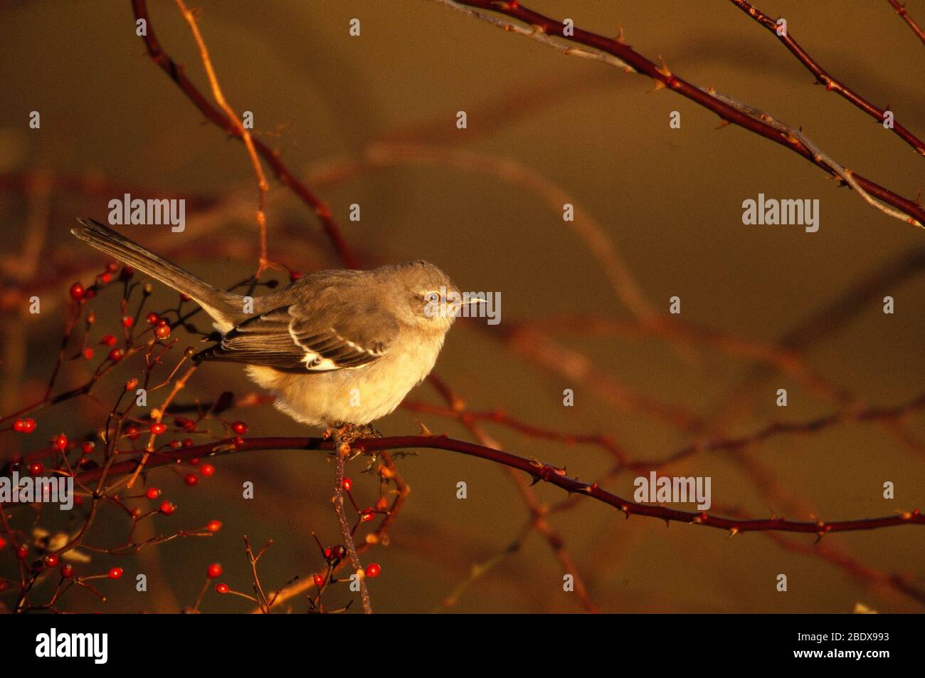 Northern Mockingbird (Mimus polyglottos) Foto Stock