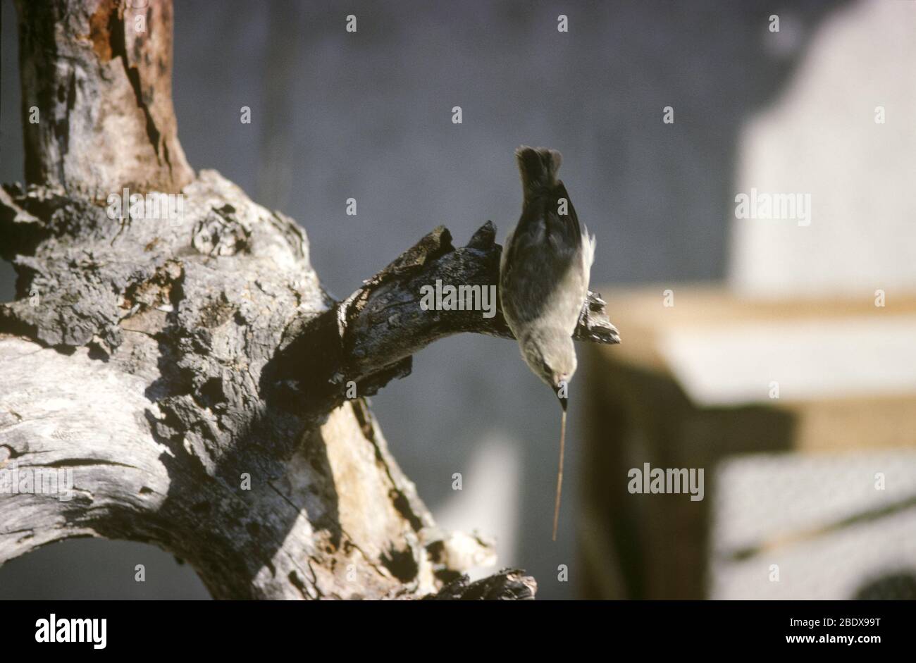 Woodpecker Finch con un ramoscello nel suo becco Foto Stock
