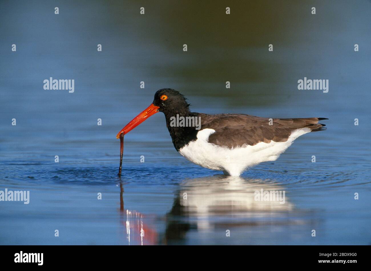 Oystercatcher con Worm Foto Stock