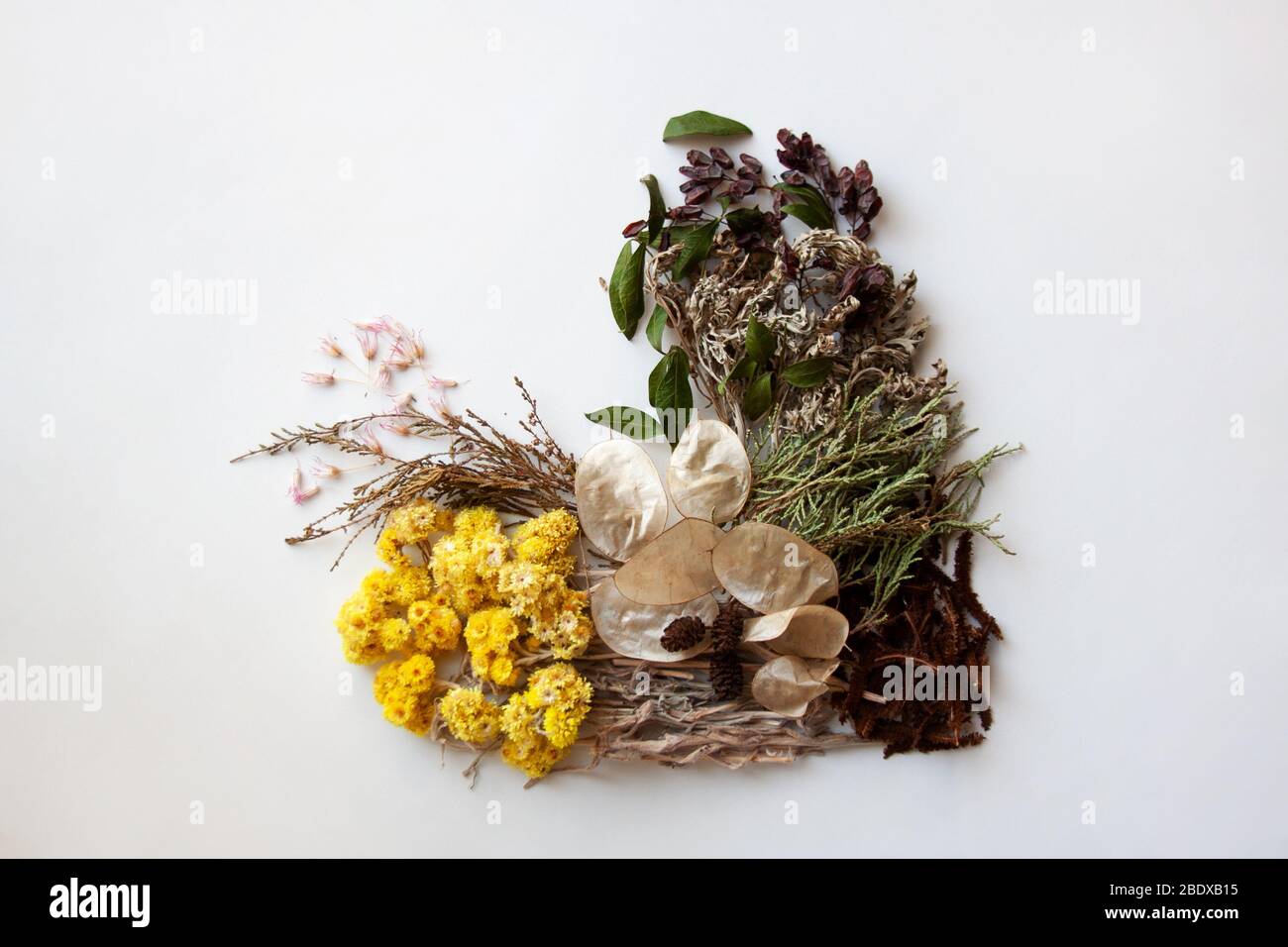 Erbario a forma di cuore con erbe e fiori secchi isolati su sfondo bianco Foto Stock